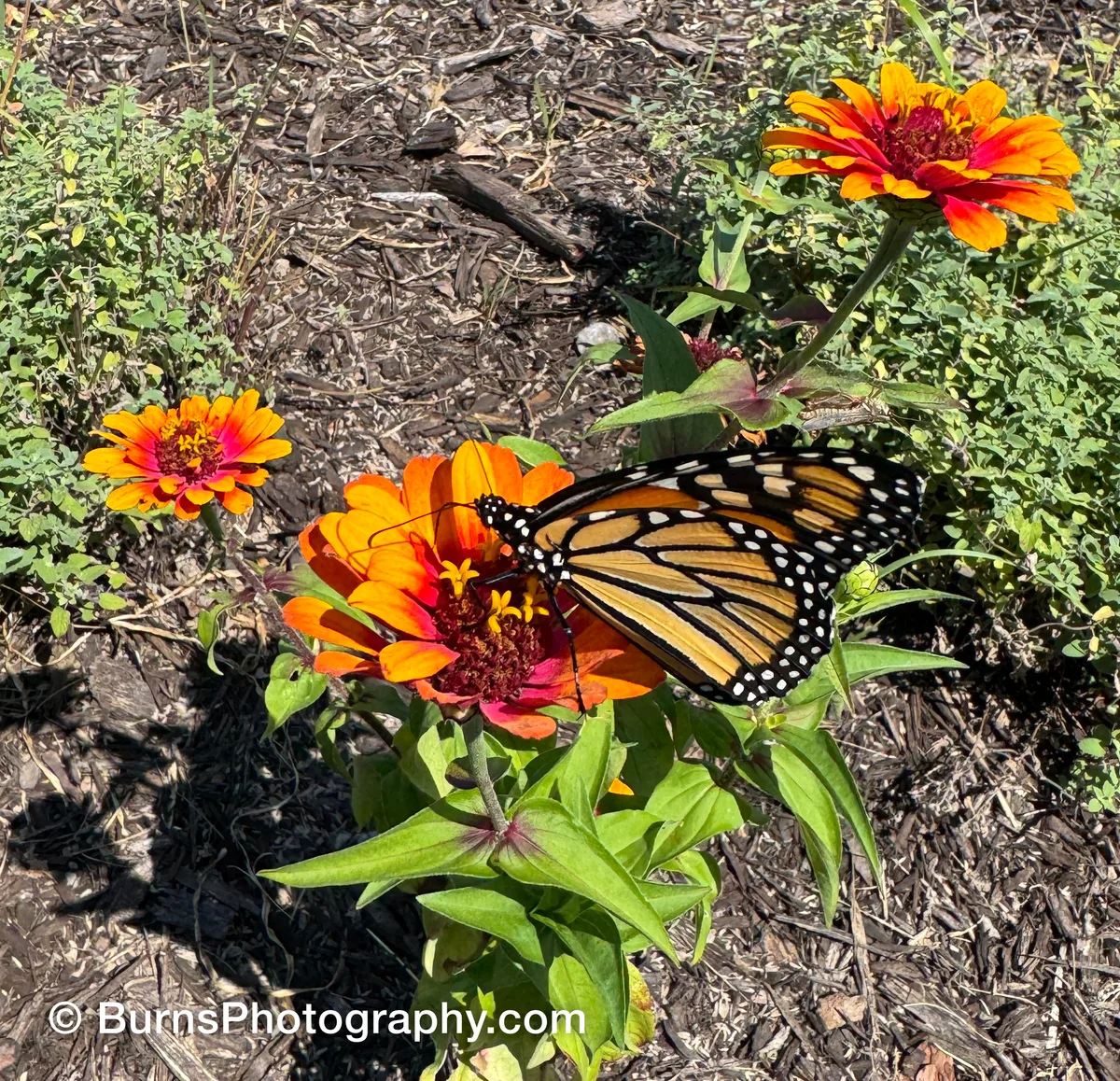 Monarch butterfly with folded wings perched on orange zinnia flowers above green leaves and wood mulch
