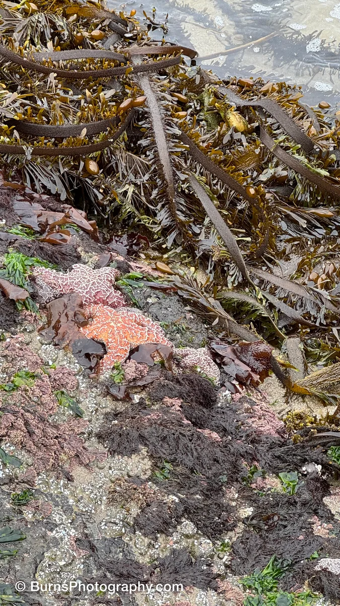 Orange and pale sea stars on a barnacle-crusted tidal rock beside brown kelp and rockweed in shallow water