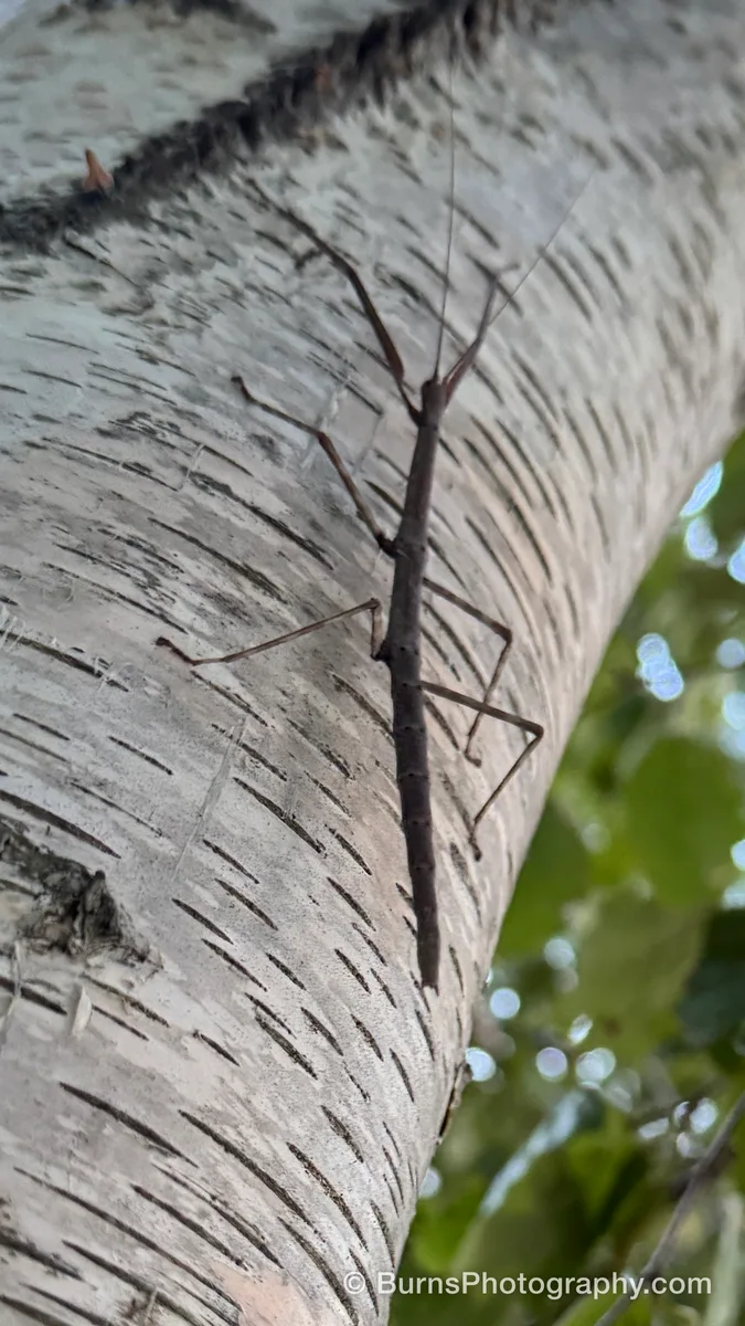 Brown walkingstick insect on a white birch trunk, legs splayed, green leaves blurred behind