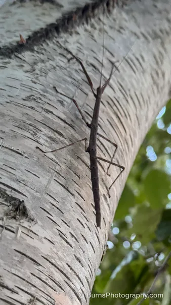 Brown walkingstick insect on a white birch trunk, legs splayed, green leaves blurred behind